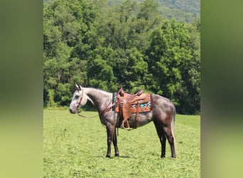 American Quarter Horse, Stute, 7 Jahre, 152 cm, Schimmel