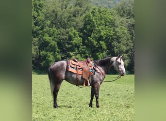 American Quarter Horse, Stute, 7 Jahre, 152 cm, Schimmel