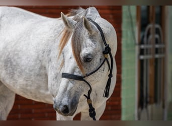 American Quarter Horse, Stute, 7 Jahre, 152 cm, Schimmel