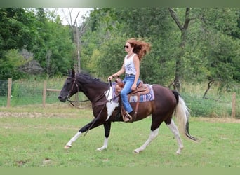 American Quarter Horse, Stute, 7 Jahre, 152 cm, Tobiano-alle-Farben