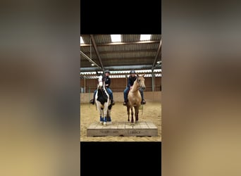 American Quarter Horse Mix, Stute, 7 Jahre, 153 cm, Palomino