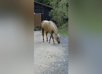 American Quarter Horse Mix, Stute, 7 Jahre, 153 cm, Palomino