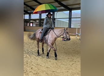 American Quarter Horse Mix, Stute, 7 Jahre, 153 cm, Palomino