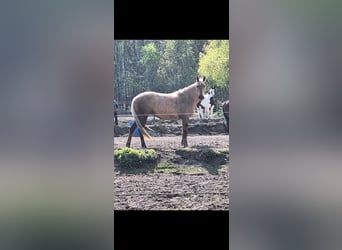 American Quarter Horse Mix, Stute, 7 Jahre, 153 cm, Palomino