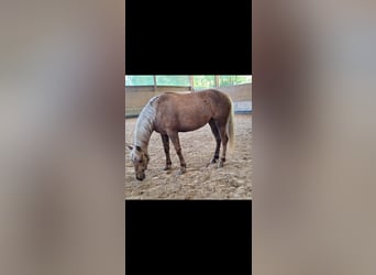 American Quarter Horse Mix, Stute, 7 Jahre, 153 cm, Palomino