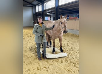 American Quarter Horse Mix, Stute, 7 Jahre, 153 cm, Palomino