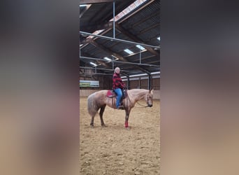 American Quarter Horse Mix, Stute, 7 Jahre, 153 cm, Palomino