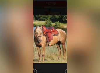 American Quarter Horse Mix, Stute, 7 Jahre, 153 cm, Palomino