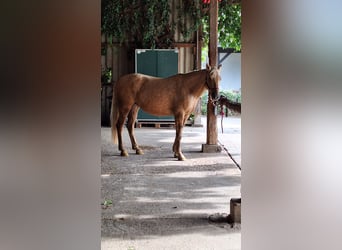 American Quarter Horse Mix, Stute, 7 Jahre, 153 cm, Palomino