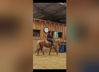 American Quarter Horse Mix, Stute, 7 Jahre, 153 cm, Palomino