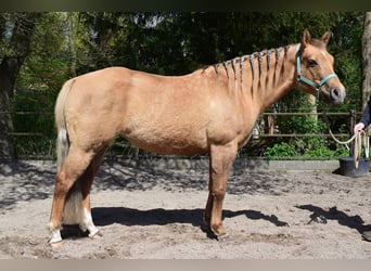 American Quarter Horse, Stute, 7 Jahre, 154 cm, Dunalino