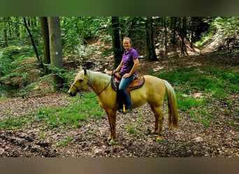 American Quarter Horse, Stute, 7 Jahre, 154 cm, Palomino