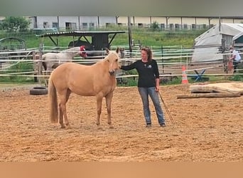 American Quarter Horse, Stute, 7 Jahre, 154 cm, Palomino