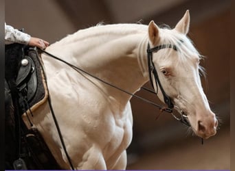 American Quarter Horse, Stute, 7 Jahre, 155 cm, Cremello