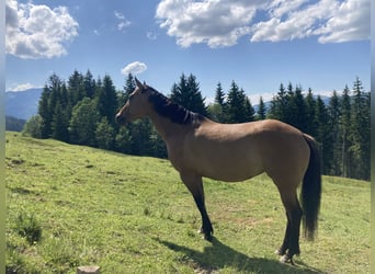 American Quarter Horse, Stute, 7 Jahre, 155 cm