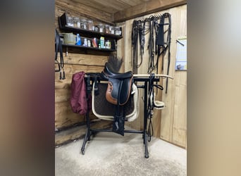 American Quarter Horse, Stute, 7 Jahre, 155 cm