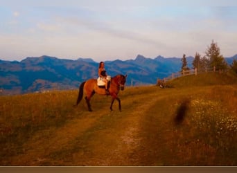 American Quarter Horse, Stute, 7 Jahre, 155 cm