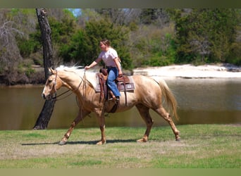 American Quarter Horse, Stute, 7 Jahre, 155 cm, Palomino