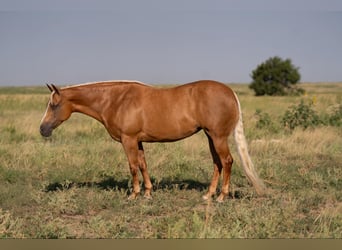 American Quarter Horse, Stute, 7 Jahre, 155 cm, Palomino