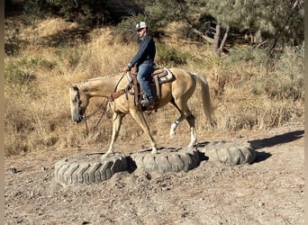 American Quarter Horse, Stute, 7 Jahre, 155 cm, Palomino