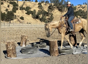 American Quarter Horse, Stute, 7 Jahre, 155 cm, Palomino