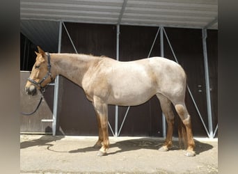 American Quarter Horse, Stute, 7 Jahre, 155 cm, Roan-Red
