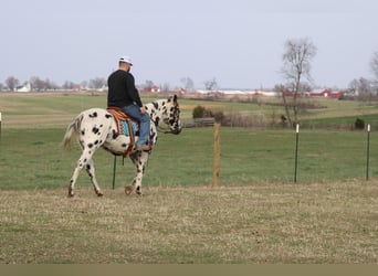 American Quarter Horse, Stute, 7 Jahre, 155 cm, Tigerschecke