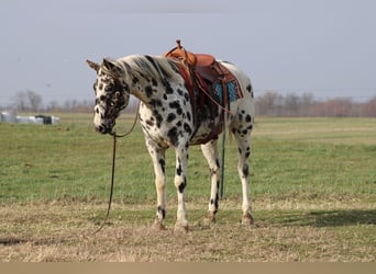 American Quarter Horse, Stute, 7 Jahre, 155 cm, Tigerschecke
