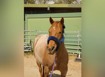 American Quarter Horse, Stute, 7 Jahre, 156 cm, Roan-Red