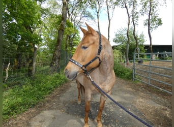 American Quarter Horse, Stute, 7 Jahre, 156 cm, Roan-Red