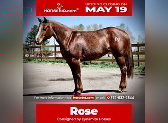 American Quarter Horse, Stute, 7 Jahre, 157 cm, Roan-Red