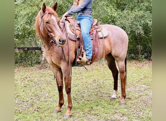 American Quarter Horse, Stute, 7 Jahre, 157 cm, Roan-Red