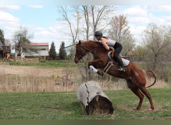 American Quarter Horse, Stute, 7 Jahre, 157 cm, Roan-Red