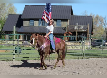 American Quarter Horse, Stute, 7 Jahre, 157 cm, Roan-Red