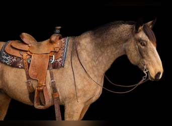American Quarter Horse Mix, Stute, 7 Jahre, 160 cm, Buckskin