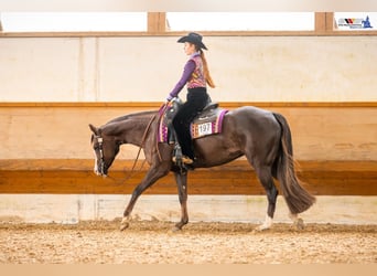 American Quarter Horse, Stute, 7 Jahre, 160 cm, Dunkelfuchs