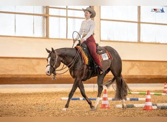 American Quarter Horse, Stute, 7 Jahre, 160 cm, Dunkelfuchs