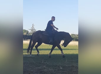 American Quarter Horse, Stute, 7 Jahre, 160 cm, Hellbrauner