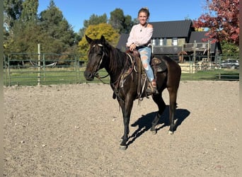 American Quarter Horse, Stute, 7 Jahre, 160 cm, Rappe