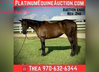 American Quarter Horse, Stute, 7 Jahre, 160 cm, Rappe