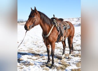 American Quarter Horse, Stute, 7 Jahre, 160 cm, Rotbrauner