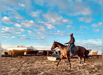 American Quarter Horse, Stute, 7 Jahre, 160 cm, Rotbrauner