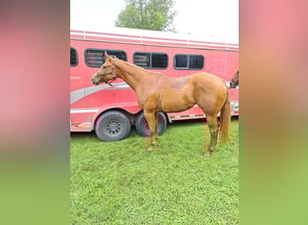 American Quarter Horse, Stute, 7 Jahre, 168 cm, Dunkelfuchs