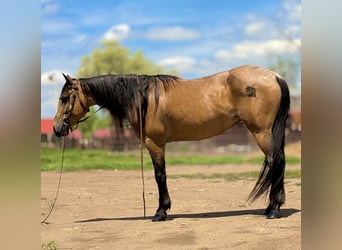 American Quarter Horse, Stute, 7 Jahre, 173 cm, Buckskin