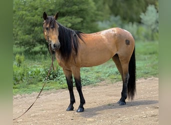 American Quarter Horse, Stute, 7 Jahre, 173 cm, Buckskin