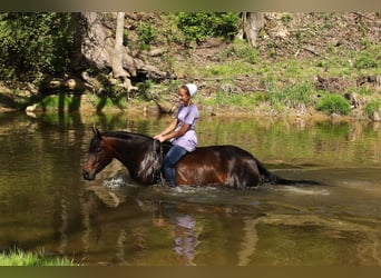 American Quarter Horse, Stute, 7 Jahre, Dunkelbrauner