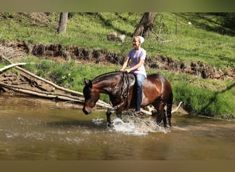 American Quarter Horse, Stute, 7 Jahre, Dunkelbrauner