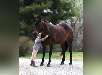 American Quarter Horse, Stute, 7 Jahre, Dunkelbrauner