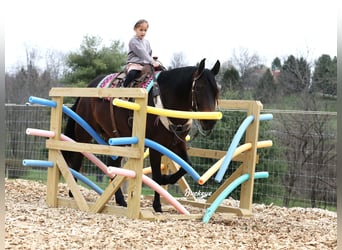 American Quarter Horse, Stute, 7 Jahre, Dunkelbrauner
