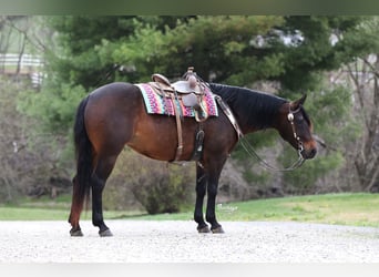 American Quarter Horse, Stute, 7 Jahre, Dunkelbrauner